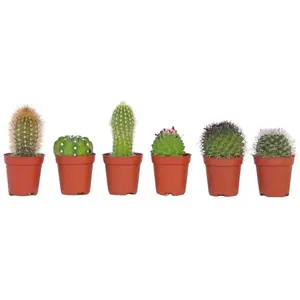Comparateur de prix : Plant In A Box Mélange de mini cactus - Set de 6 - Cactus - Hauteur 45935cm -  5,5cm