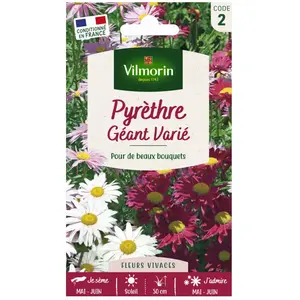 VILMORIN Pyrethre géant varié pas cher
