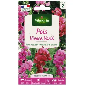 VILMORIN Pois vivace varié pas cher