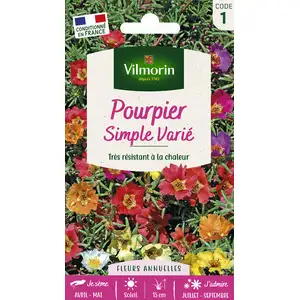 VILMORIN Pourpier a grande fleur simple varié pas cher