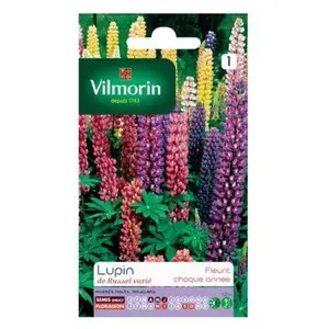 VILMORIN Lupin de Russel varié pas cher