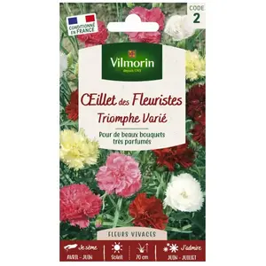 VILMORIN Oeillet des fleuristes Triomphe varié pas cher