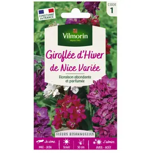VILMORIN Giroflée d’hiver de Nice variée