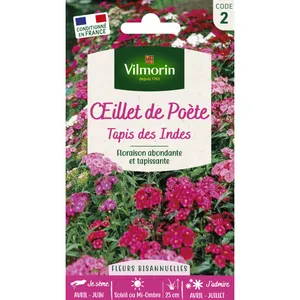 VILMORIN Oeillet de Poete Tapis des Indes pas cher