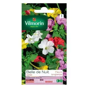 VILMORIN Belle de nuit variée
