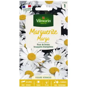 VILMORIN Chrysanthème grande marguerite Margo des près
