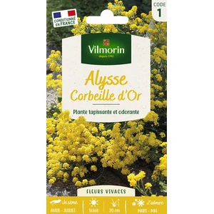 VILMORIN Alysse Corbeille d’Or