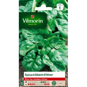 VILMORIN Epinard géant d’Hiver
