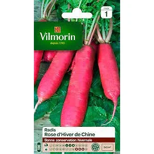 VILMORIN Radis rose d'hiver de Chine pas cher