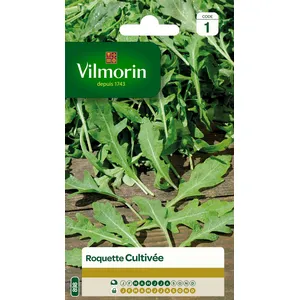 VILMORIN Roquette cultivée pas cher