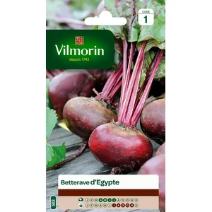 VILMORIN Betterave d’Egypte pas cher