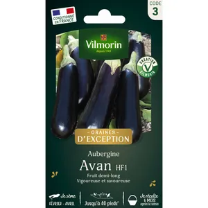 VILMORIN Aubergine Avan HF1 Création Vilmorin