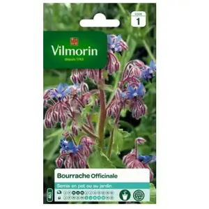 Graines de Bourrache Officinale Vilmorin