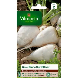 Graines de navet variété "Blanc dur d'hiver" Vilmorin semis de juillet à août pas cher