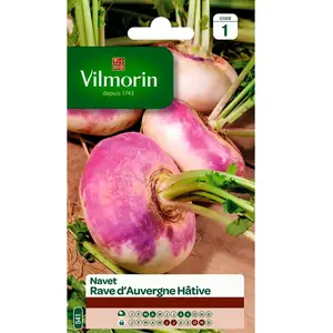 VILMORIN Navet rave d'Auvergne hâtif
