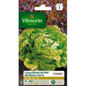 Laitue Pommee reine de Mai de pleine terre - VILMORIN - Graine - Légumes - Potager et verger pas cher