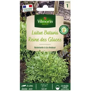 VILMORIN Laitue Batavia Reine des Glaces frisée de Beauregard