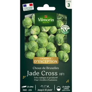 VILMORIN Chou de Bruxelles Jade Cross HF1