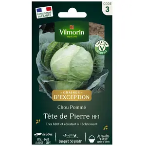 VILMORIN Chou cabus tête de pierre HF1