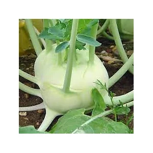 VILMORIN Chou rave blanc hâtif de Vienne