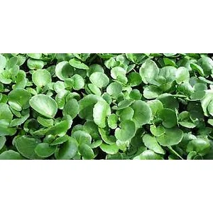 Cresson de Fontaine à larges feuilles - VILMORIN - Variété très productive - Saveur piquante pas cher
