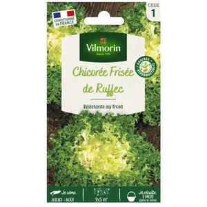 VILMORIN Chicorée frisée de Ruffec pas cher