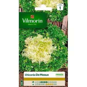 Graines de chicorée variété "Meaux" Vilmorin semis d'avril à juillet pas cher