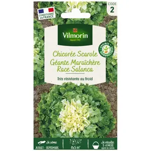 VILMORIN Chicorée scarole géante maraichère race Salanca Sel. Vilmorin pas cher