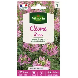 VILMORIN Cleome rose pas cher