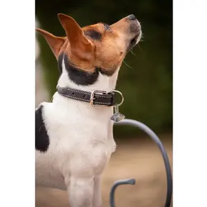 Collier pour chien Pénélope Olie Marron 60 cm 409825460 pas cher