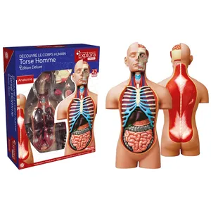 MGM - Explora - Anatomie torse humain - Experience anatomie pas cher