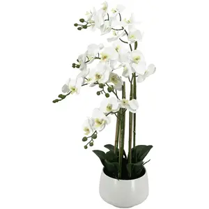 Orchidée H.98,5XD.23 pas cher