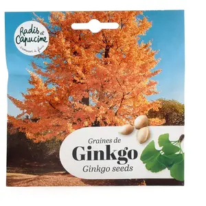 Ginkgo Biloba à semer | Vilmorin Jardin pas cher