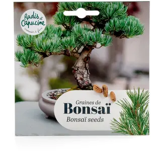 Bonsaï Pinus Pinea à semer | Vilmorin Jardin pas cher
