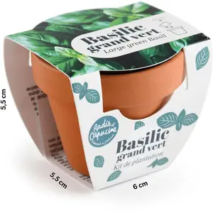 Mini kit 6 cm - Basilic pas cher
