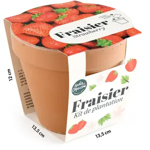 Pot Terre Cuite Antique - Fraisier pas cher
