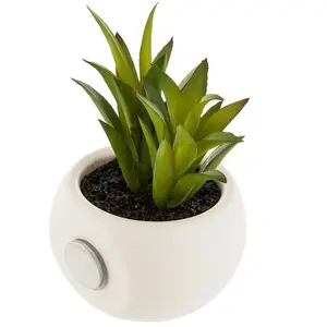 Comparateur de prix : PLANTE GRASSE AIMANT 6CM