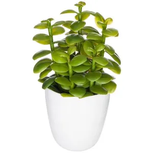 Comparateur de prix : Plante succulente & cactus H18cm Atmosphera créateur d'intérieur