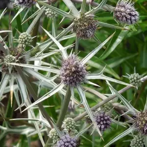Chardon panaché/Lot de 3 godets - Bleue pas cher