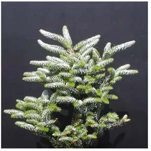 Plantes Avenue - Sapin de Corée Silberlocke - Pot de 5L - 40/60 cm pas cher
