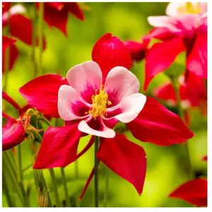 3 Ancolies 'crimson Star' (aquilegia 'crimson Star') pas cher