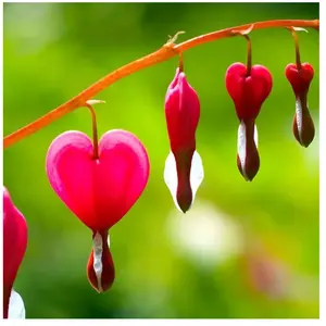2 Coeurs de Marie Rose (Dicentra Spectabilis) - Vendu par 2 pas cher