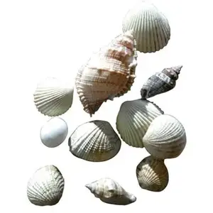 NC Sachet de 400g de coquillages assortis pas cher
