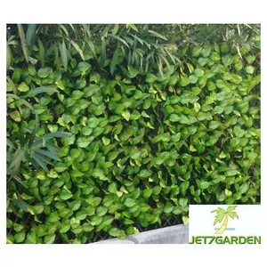 Treillis feuilles de rosier JET7GARDEN 1,00x2,00m - vert tendre pas cher