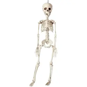 RueDeLaFete Squelette en plastique - Halloween - 76cm pas cher