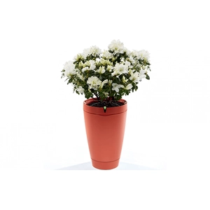 Parrot Pot Rouge Brique pas cher