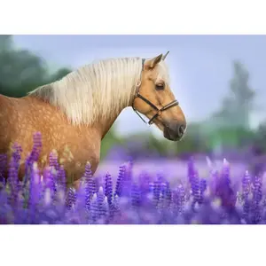 Cheval dans un Champ de Lupin 300 Pièces Bluebird Puzzle pas cher