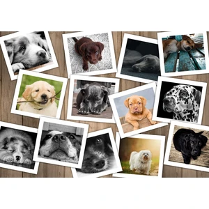 Chiens 1000 Pièces  Grafika pas cher