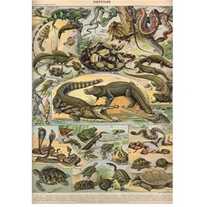 Grafika Puzzle Nouveau Larousse Illustré Reptilien 1000 Teile Karton pas cher