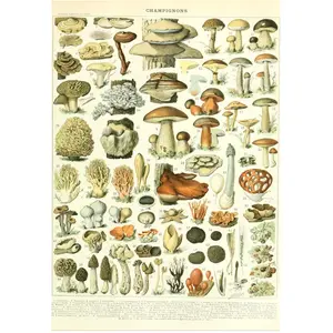 Grafika Illustration du Larousse : Champignons, XIXè Siècle pas cher